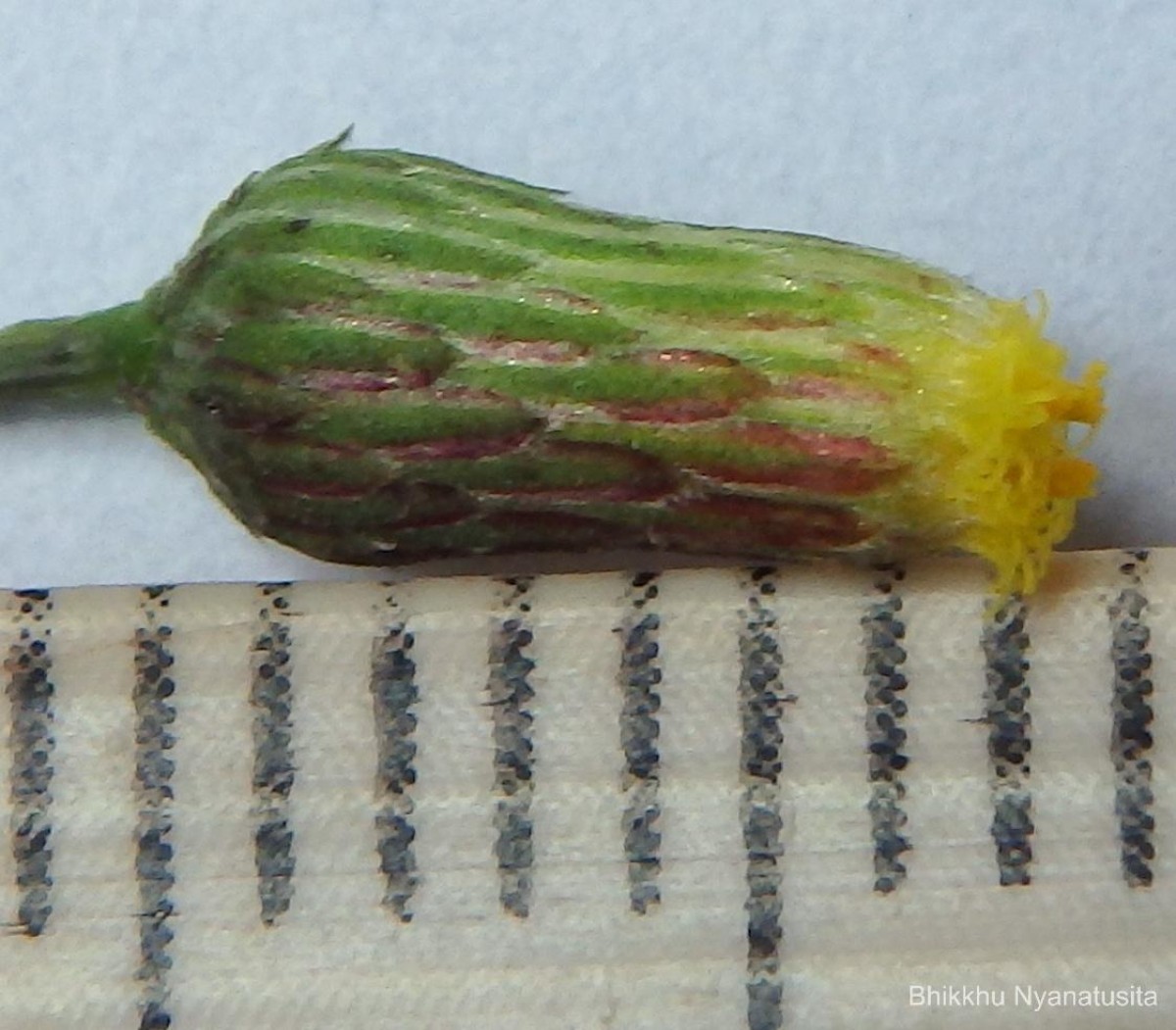 Pluchea paniculata (Willd.) Karthik. & Moorthy